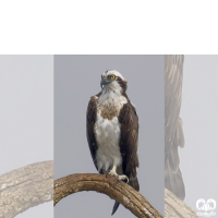 گونه عقاب ماهیگیر Osprey